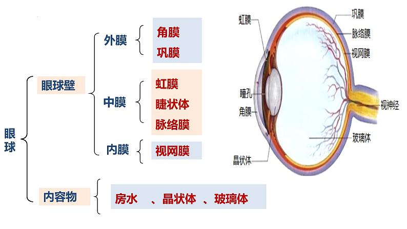 5.4人体对周围世界的感知课件2023--2024学年济南版生物七年级下册第6页