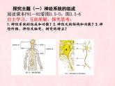 3.5.2神经调节的结构基础（第一课时）课件-2023-2024学年济南版生物七年级下册
