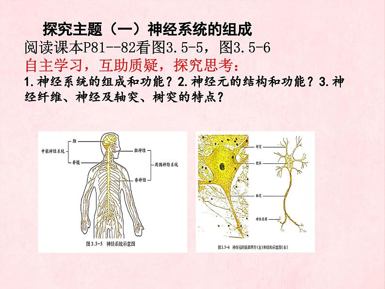 3.5.2神经调节的结构基础（第一课时）课件-2023-2024学年济南版生物七年级下册第3页