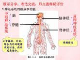 3.5.2神经调节的结构基础（第一课时）课件-2023-2024学年济南版生物七年级下册