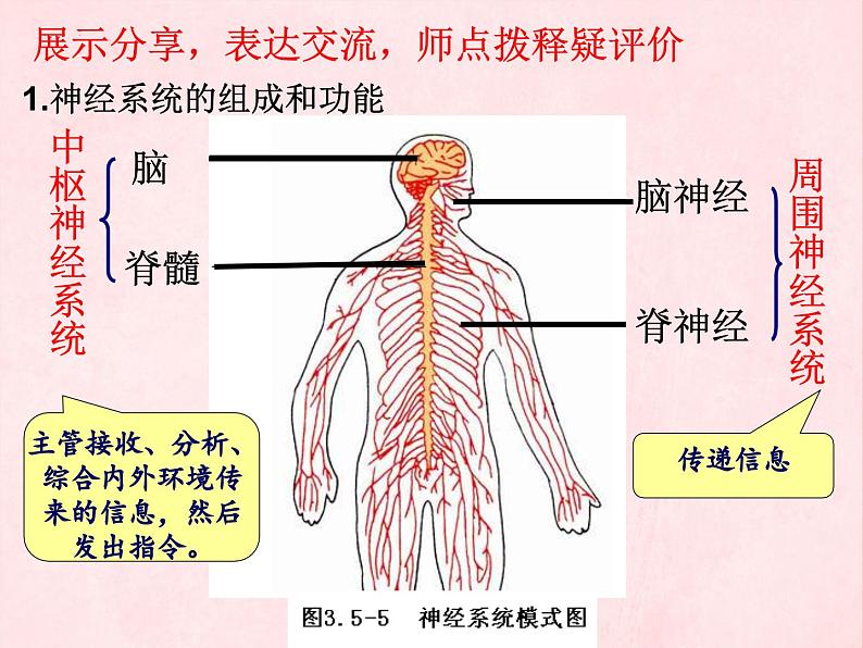 3.5.2神经调节的结构基础（第一课时）课件-2023-2024学年济南版生物七年级下册第4页