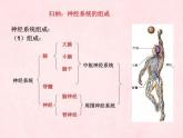 3.5.2神经调节的结构基础（第一课时）课件-2023-2024学年济南版生物七年级下册