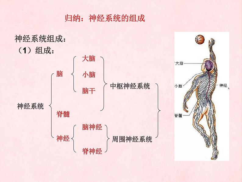 3.5.2神经调节的结构基础（第一课时）课件-2023-2024学年济南版生物七年级下册第5页