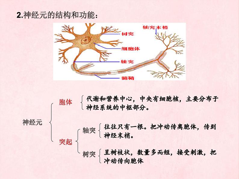 3.5.2神经调节的结构基础（第一课时）课件-2023-2024学年济南版生物七年级下册第6页