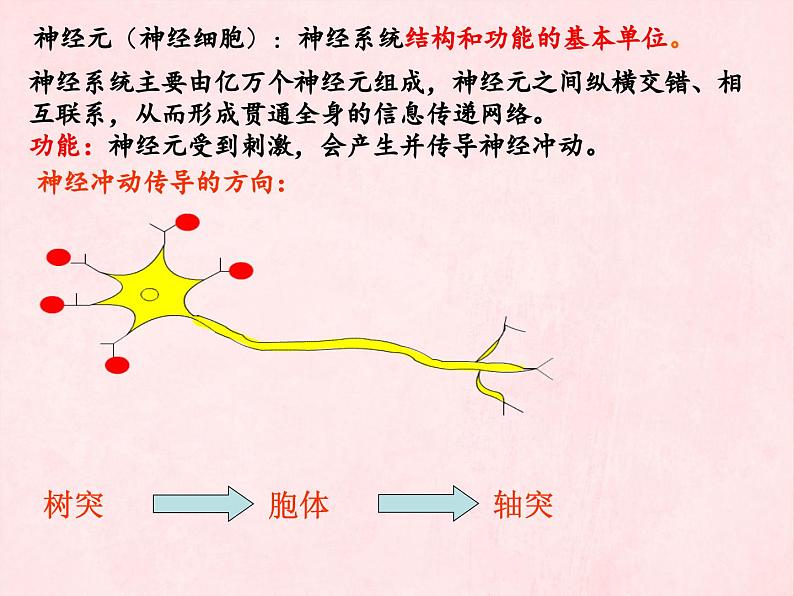 3.5.2神经调节的结构基础（第一课时）课件-2023-2024学年济南版生物七年级下册第7页