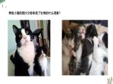 7.2生物的遗传与变异复习课件-2023-2024学年人教版生物八年级下册