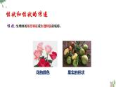 7.2生物的遗传与变异复习课件-2023-2024学年人教版生物八年级下册