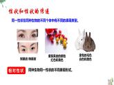 7.2生物的遗传与变异复习课件-2023-2024学年人教版生物八年级下册