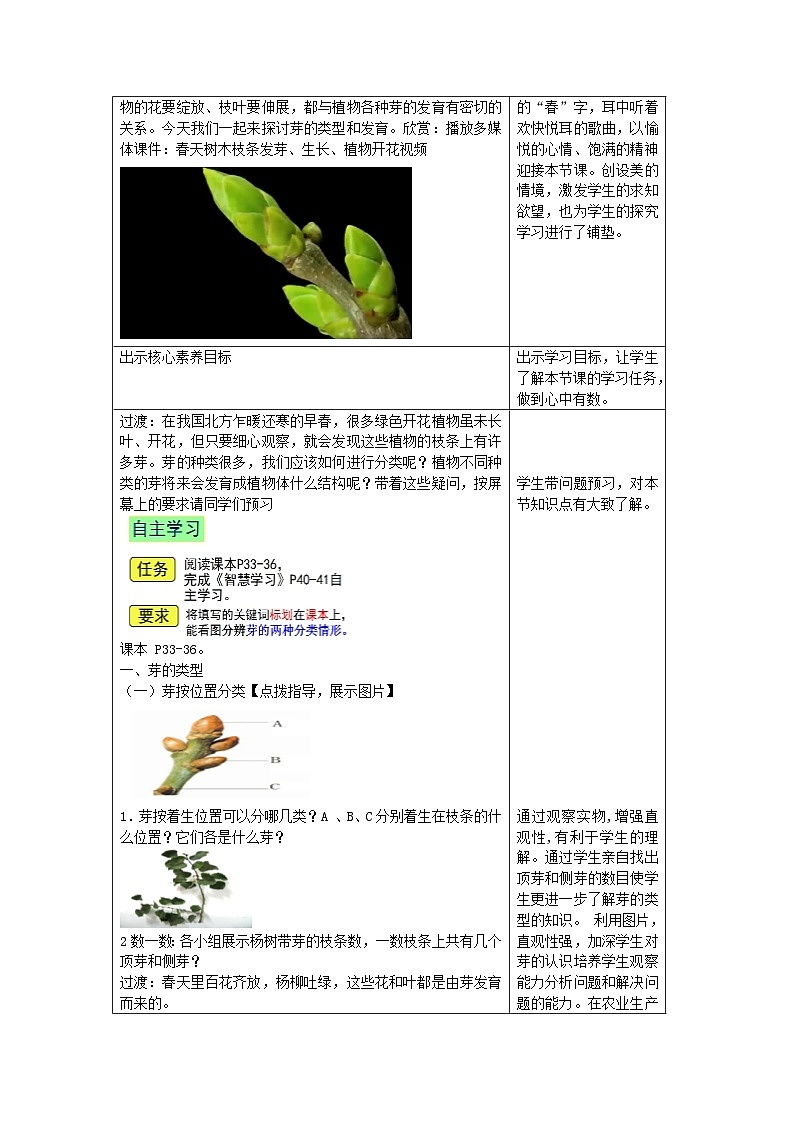4.1.6  芽的类型和发育  教学设计-2023-2024学年济南版生物八年级上册第2页