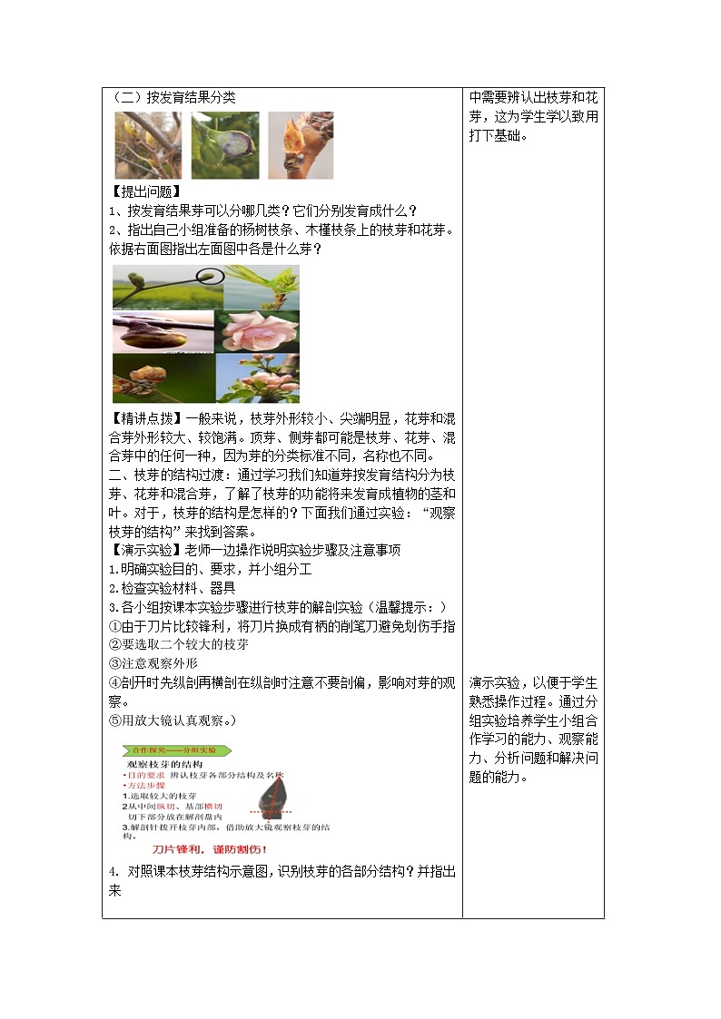 4.1.6  芽的类型和发育  教学设计-2023-2024学年济南版生物八年级上册第3页