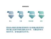 4.6.1  人体对外界环境的感知  课件-2023-2024学年人教版生物七年级下册