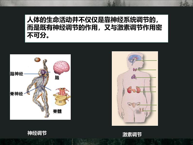 4.6.4  激素调节  课件-人教版生物七年级下册第4页