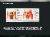 4.6.4  激素调节  课件-人教版生物七年级下册