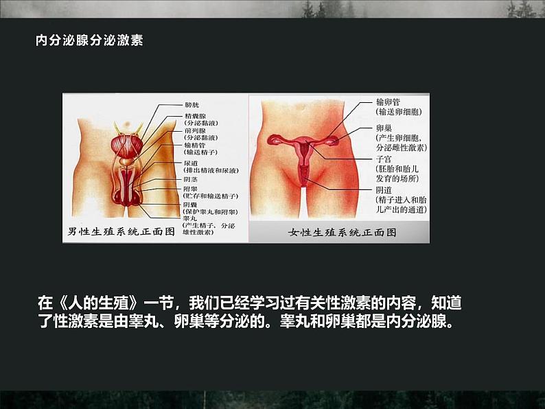 4.6.4  激素调节  课件-人教版生物七年级下册第5页