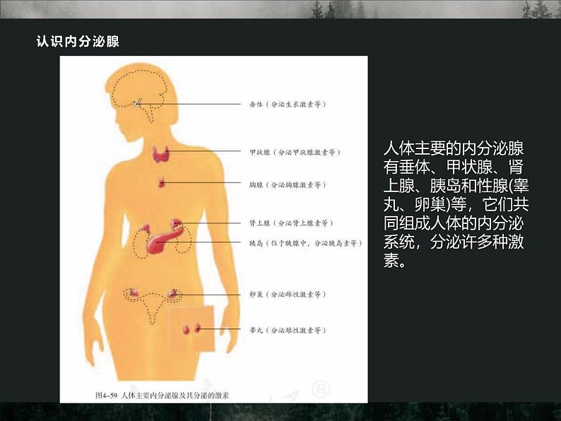 4.6.4  激素调节  课件-人教版生物七年级下册第7页