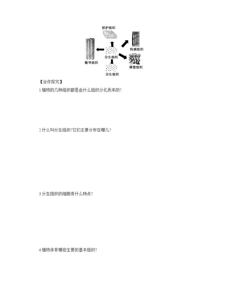 2024-2025学年人教版生物七年级上册 1.3.3　植物体的结构层次  导学案第3页