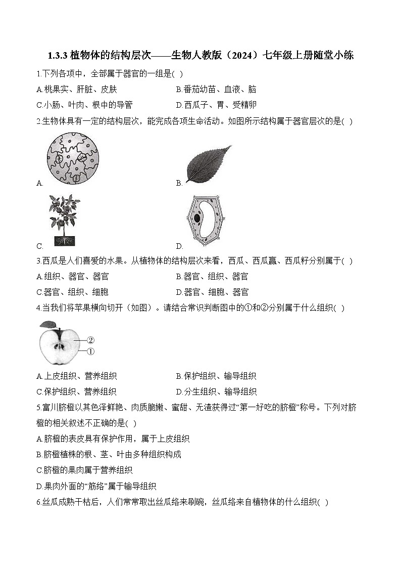 2024-2025学年人教版生物七年级上册 1.3.3  植物体的结构层次——生物人教版  七年级上册随堂小练（含解析）第1页