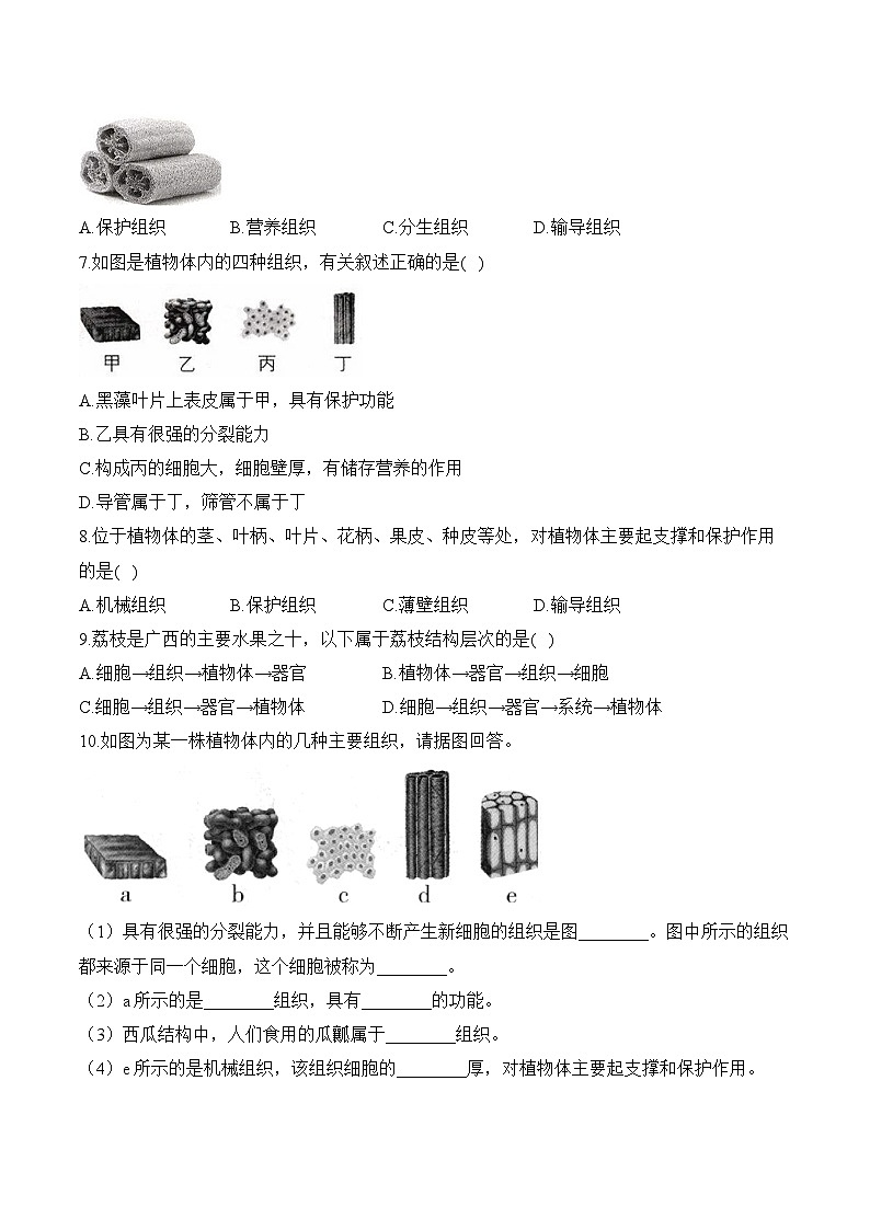 2024-2025学年人教版生物七年级上册 1.3.3  植物体的结构层次——生物人教版  七年级上册随堂小练（含解析）第2页