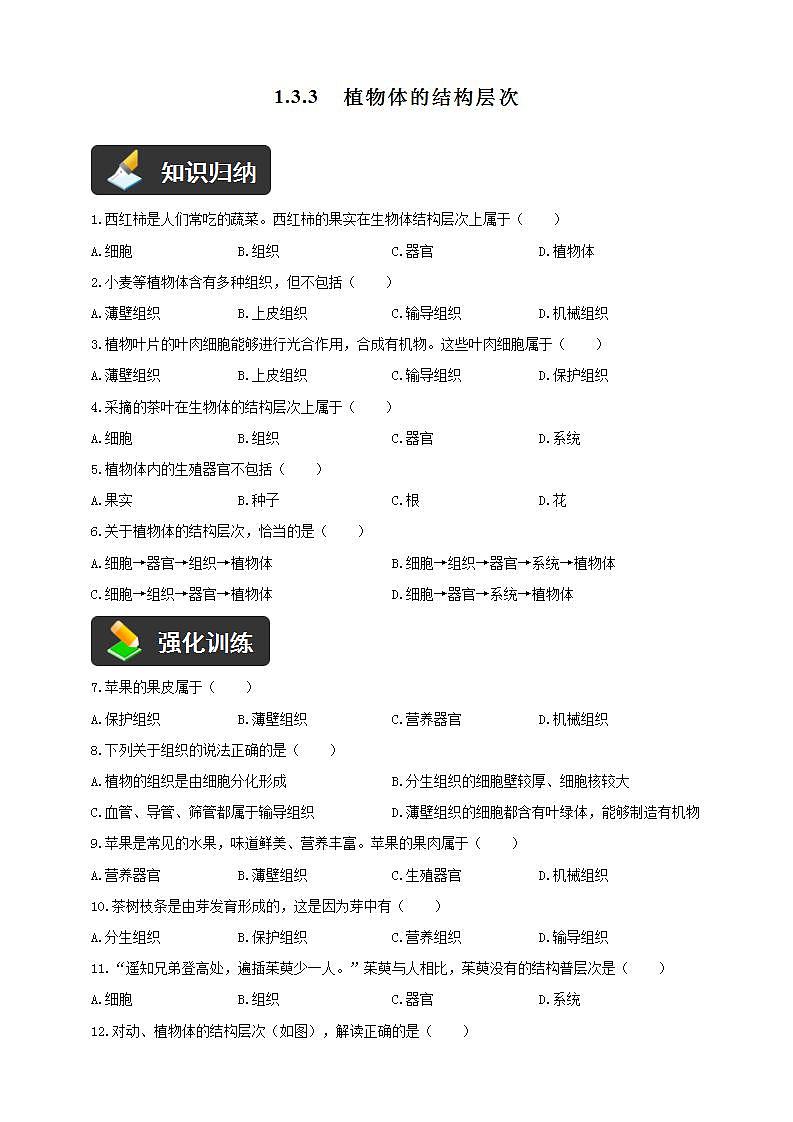 2024-2025学年人教版生物七年级上册 1.3.3  植物体的结构层次  作业第1页