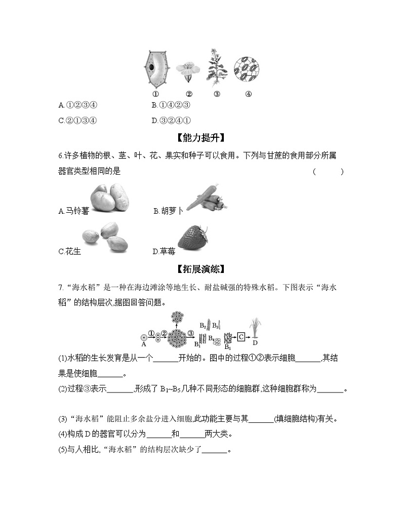 2024-2025学年人教版生物七年级上册 1.3.3　植物体的结构层次  作业第2页