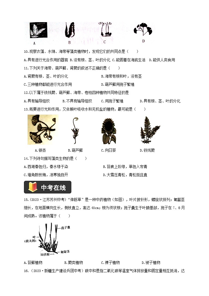 2024-2025学年人教版生物七年级上册 2.1.1  藻类、苔藓和蕨类 作业第2页