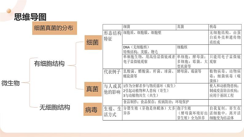 人教版生物八年级上册《细菌、真菌和病毒》课件第3页