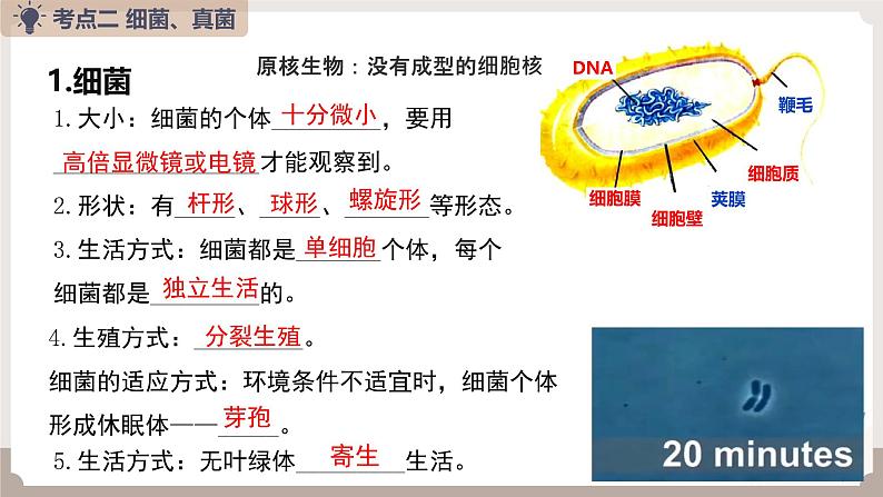 人教版生物八年级上册《细菌、真菌和病毒》课件第7页