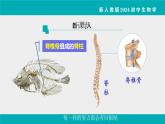 人教版生物七年级上册2.2.2《脊椎动物》课件第1课时课件
