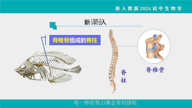 人教版生物七年级上册2.2.2《脊椎动物》课件第1课时课件第3页