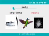 人教版生物七年级上册2.2.2《脊椎动物》课件第2课时课件