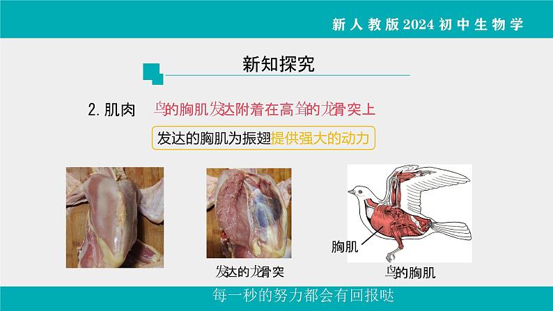 人教版生物七年级上册2.2.2《脊椎动物》课件第2课时课件第5页