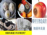 人教版生物七年级上册2.3.1《微生物的分布》教学课件