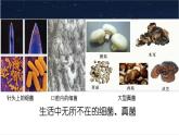 人教版生物七年级上册2.3.1《微生物的分布》教学课件
