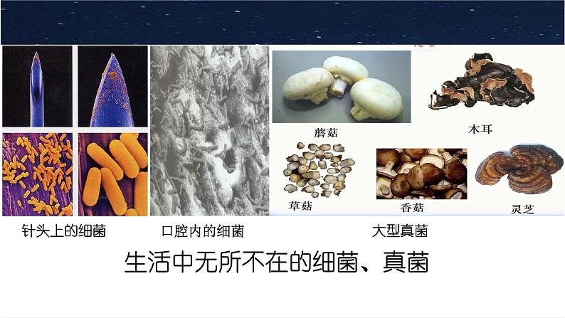 人教版生物七年级上册2.3.1《微生物的分布》教学课件第4页