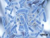 人教版生物七年级上册2.3.2《细菌》（教学课件）