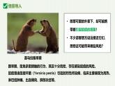 人教版生物七年级上册2.3.2《细菌》（教学课件）