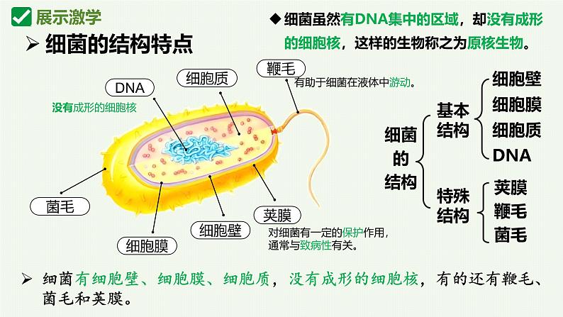 人教版生物七年级上册2.3.2《细菌》（教学课件）第8页