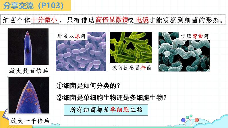 人教版生物七年级上册2.3.2《细菌》（课件）第4页