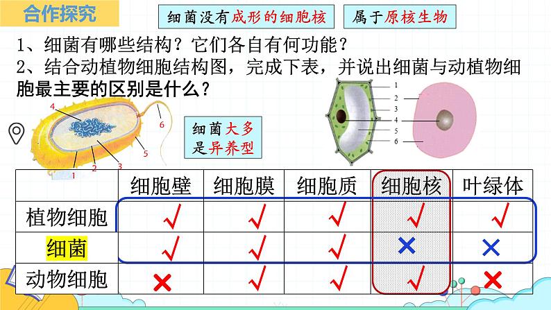 人教版生物七年级上册2.3.2《细菌》（课件）第5页