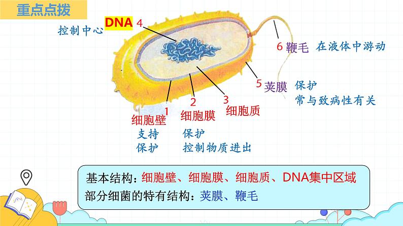 人教版生物七年级上册2.3.2《细菌》（课件）第6页