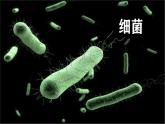 人教版生物七年级上册2.3.2《细菌》课件