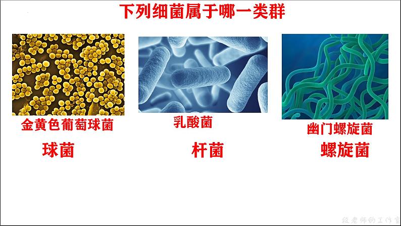 人教版生物七年级上册2.3.2《细菌》课件第5页