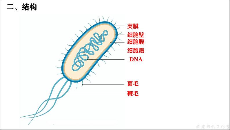 人教版生物七年级上册2.3.2《细菌》课件第7页