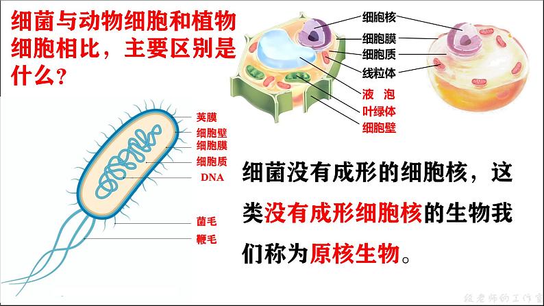 人教版生物七年级上册2.3.2《细菌》课件第8页