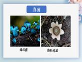人教版生物七年级上册2.3.3《真菌》（教学课件）