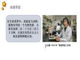 人教版生物七年级上册2.3.3《真菌》（教学课件）