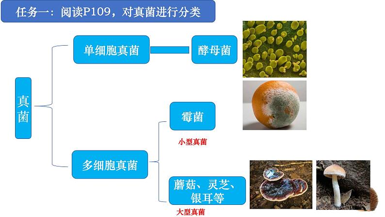 人教版生物七年级上册2.3.3《真菌》（教学课件）第7页