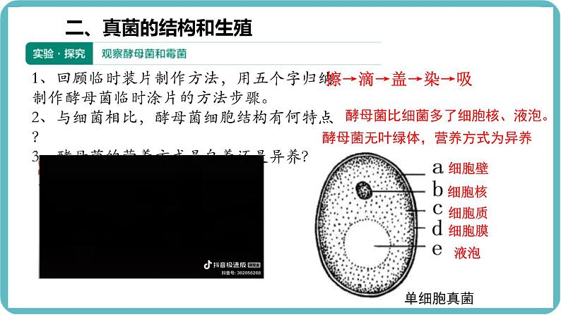 人教版生物七年级上册2.3.3《真菌》（课件）第5页