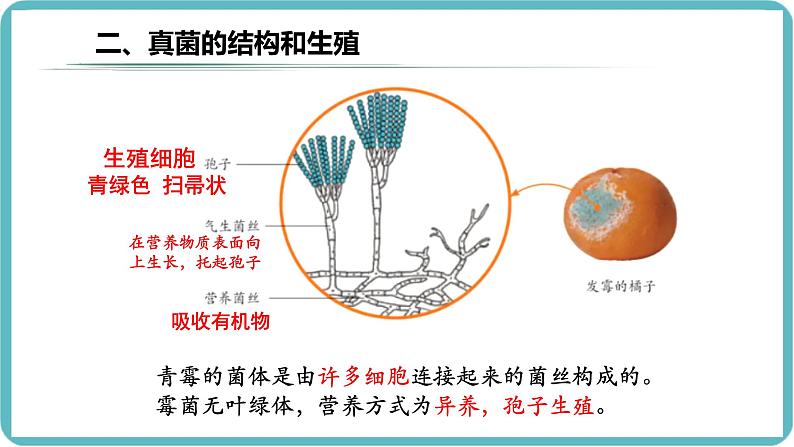 人教版生物七年级上册2.3.3《真菌》（课件）第8页