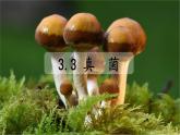人教版生物七年级上册3.3《真菌》（课件）